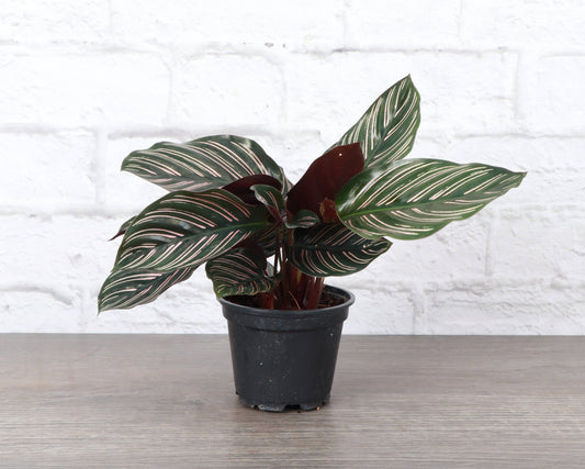 Calathea Pink Pinstripe - 4" Live Plant