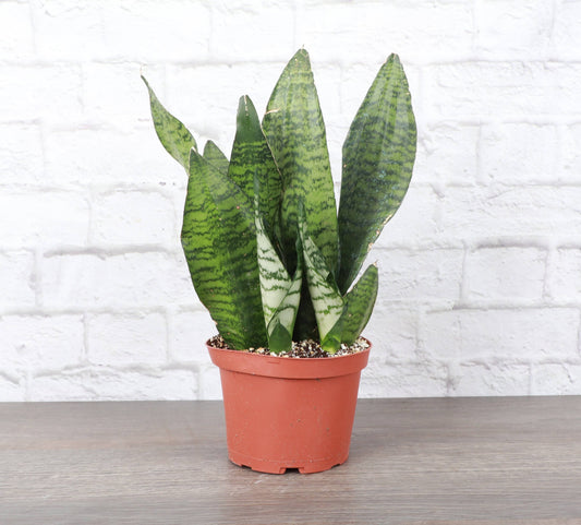 Snake 'Zeylancia',  Snake Plant - Live Plant