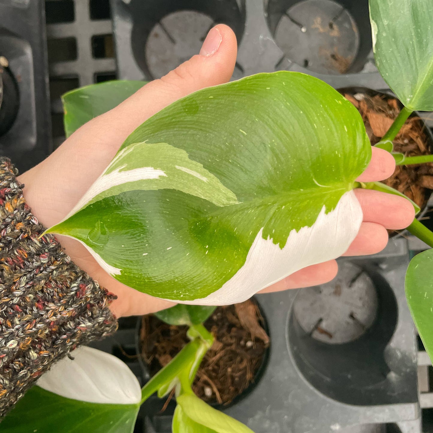 Philodendron White Wizard - 4" Live Plant - Rare