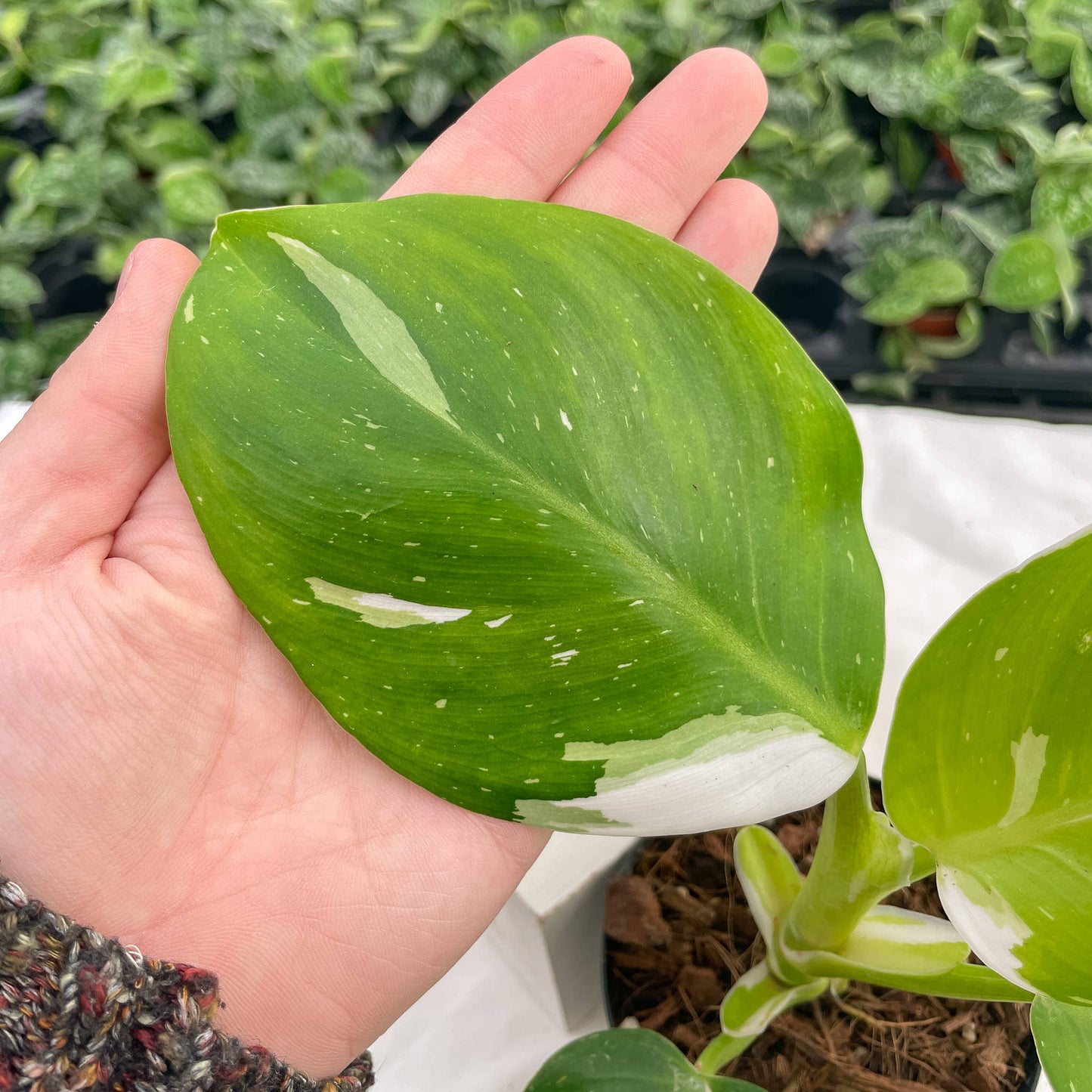 Philodendron White Wizard - 4" Live Plant - Rare