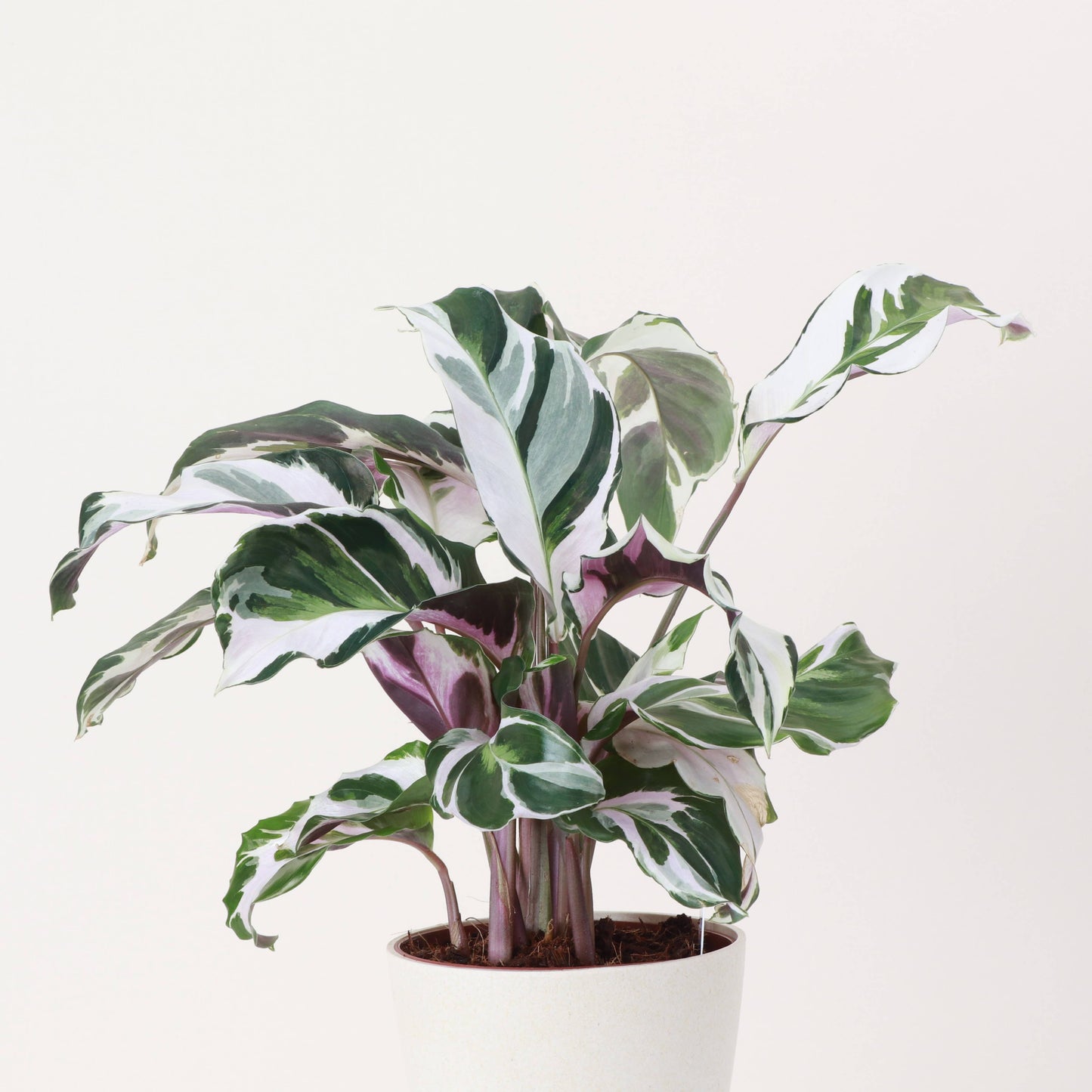 Calathea 'Stella' - 4" Live Plant