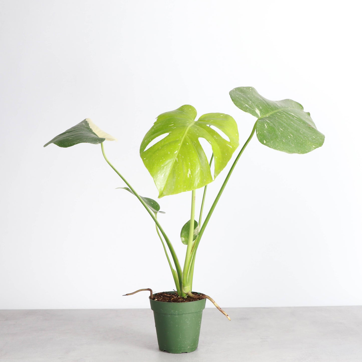 Thai Constellation Monstera - 4" Live Plant - Rare