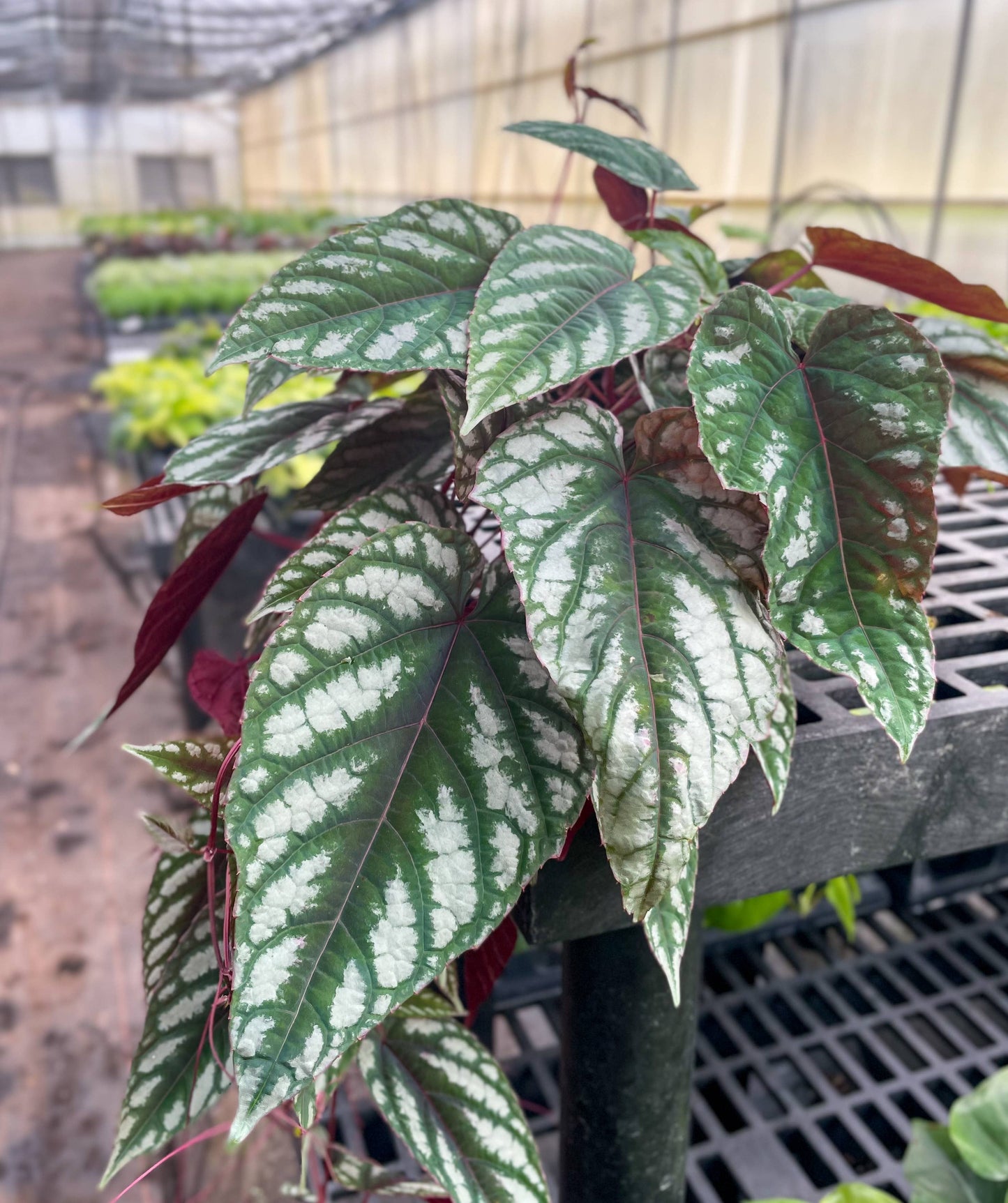 Cissus Discolor - Rex Begonia Vine - Live Plant