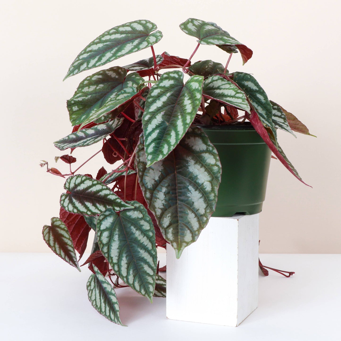 Cissus Discolor - Rex Begonia Vine - Live Plant