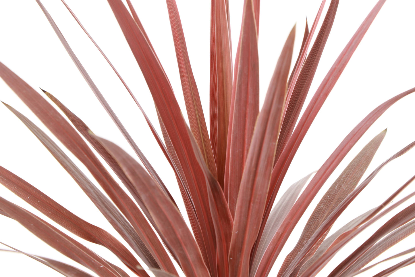 Cordyline Red Sensation - 6" Live Plant