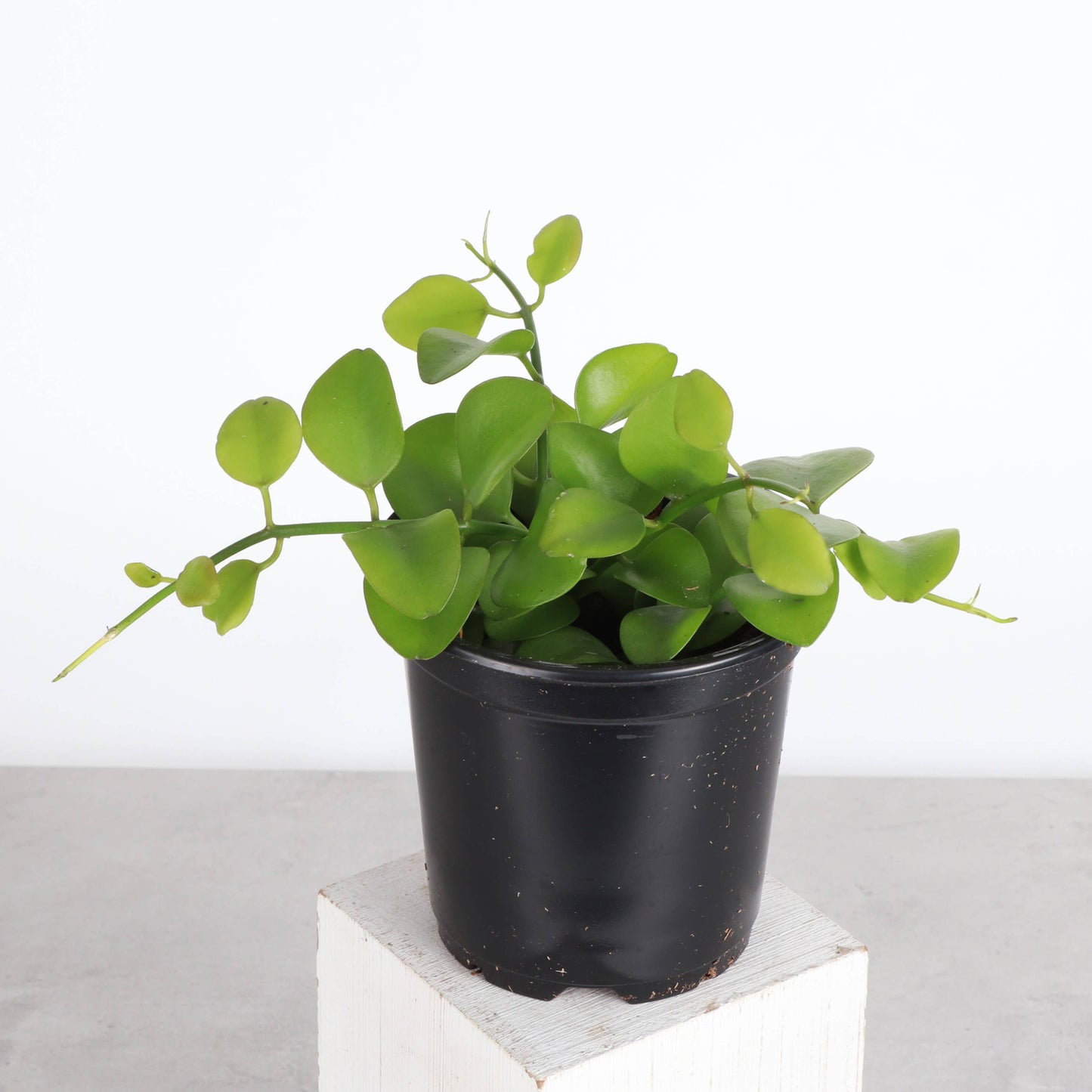 Dischidia Green Apple - 4" Live Plant