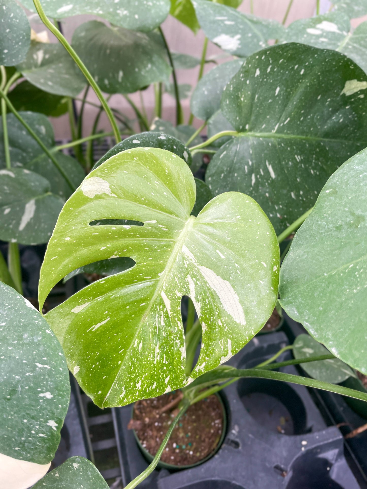 Thai Constellation Monstera - 4" Live Plant - Rare