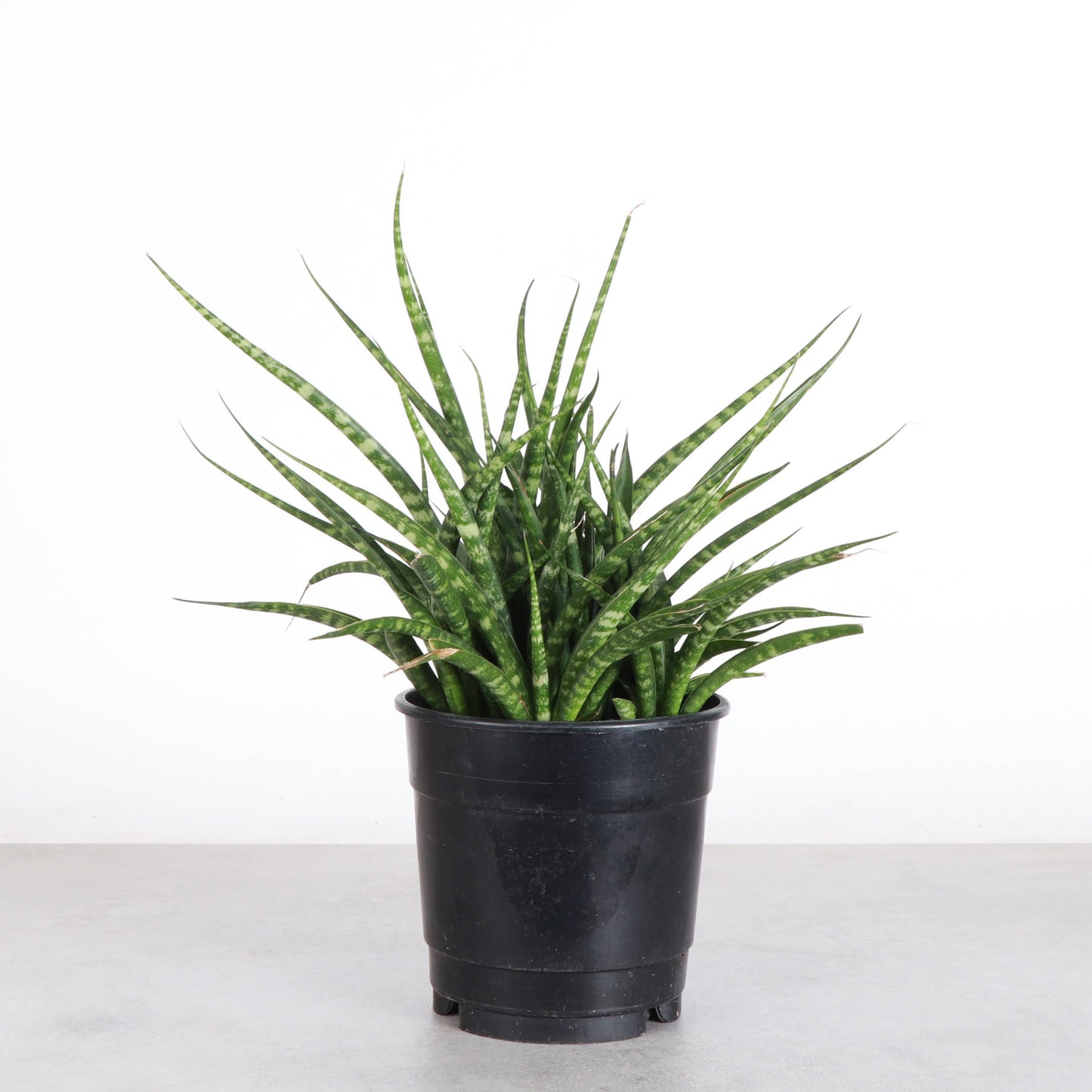 Sansevieria Fernwood - Live Plant