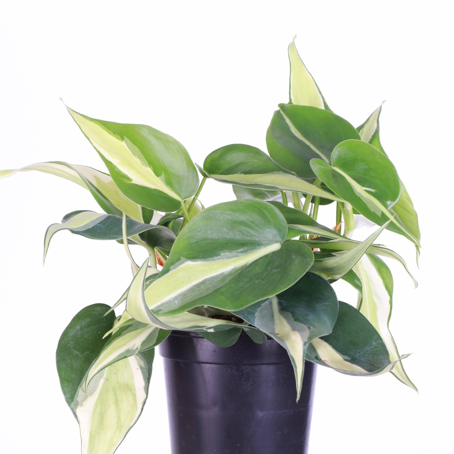 Silver Stripe Philodendron - 4" Live Plant