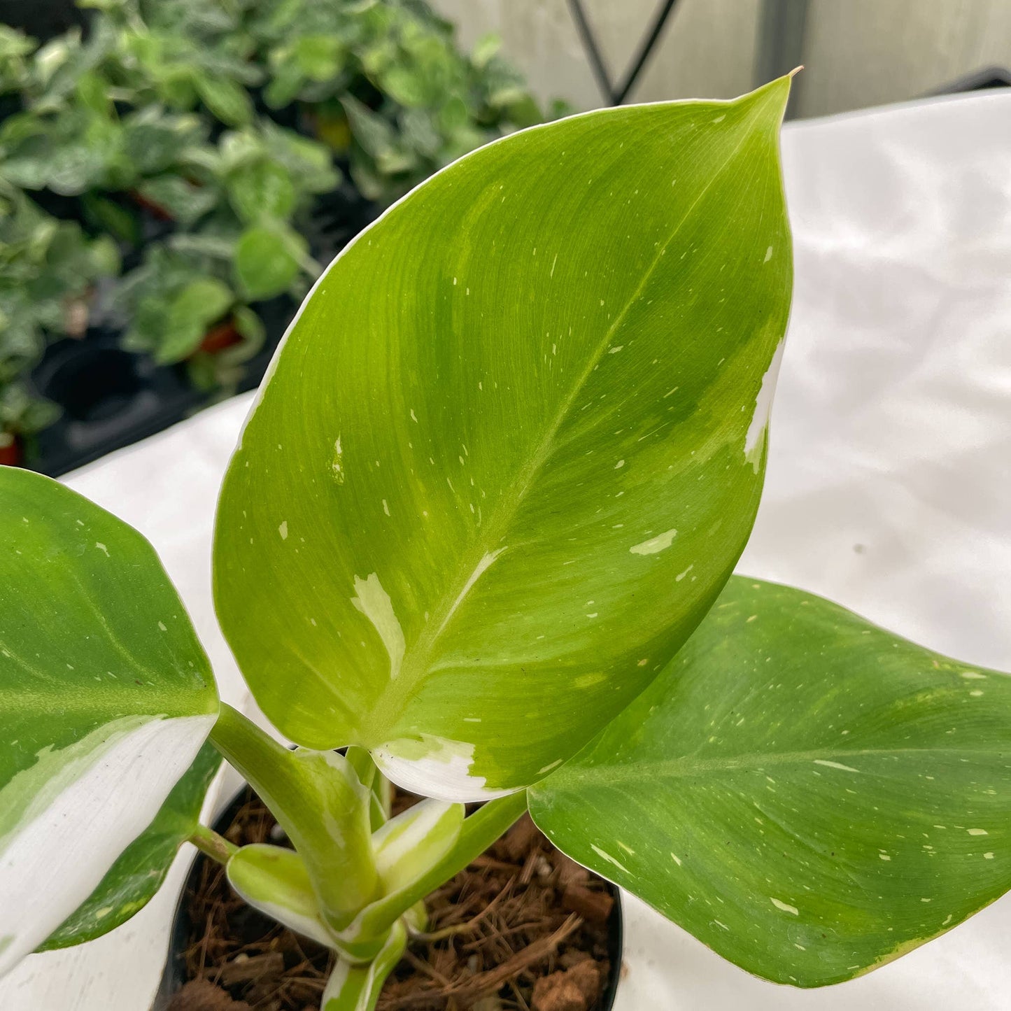 Philodendron White Wizard - 4" Live Plant - Rare