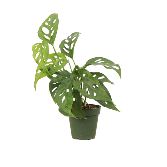 Swiss Cheese Plant, Monstera Adansonii - Live Plant