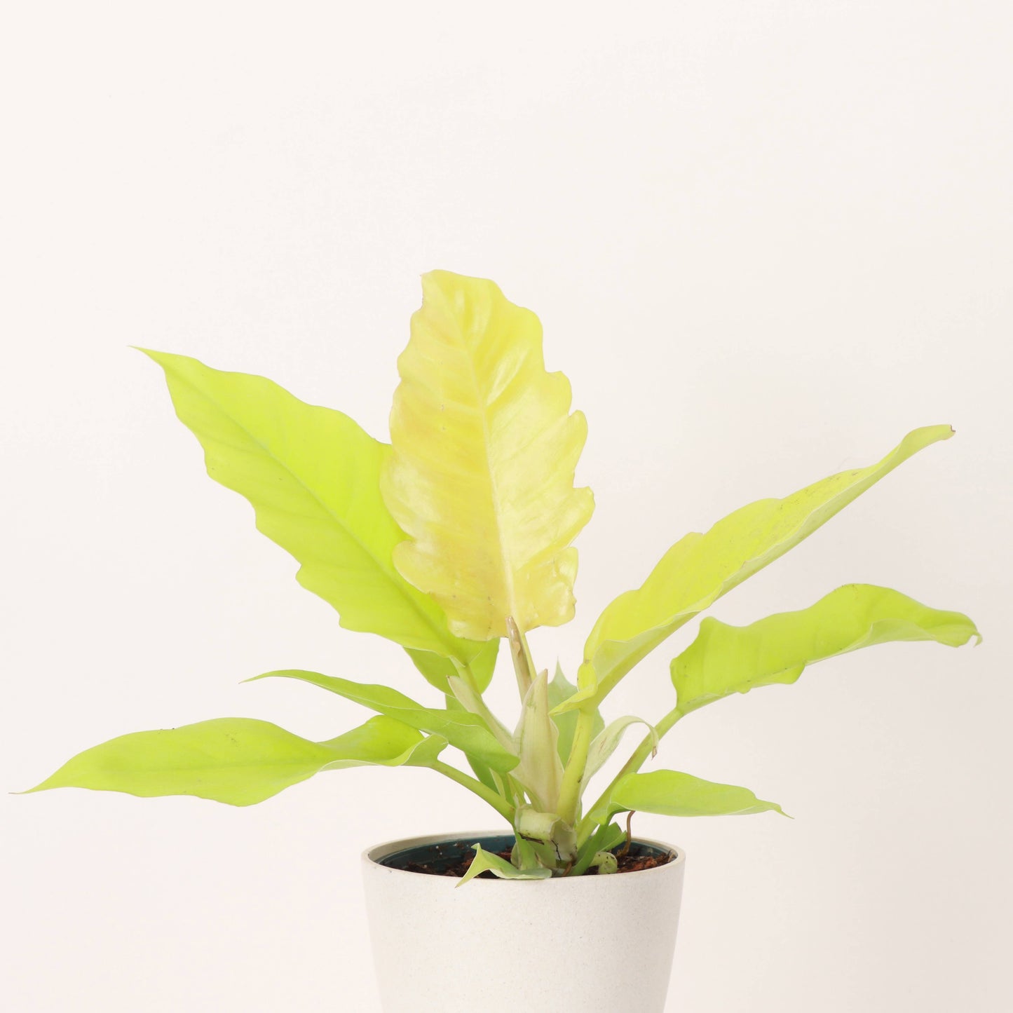 Golden Crocodile Philodendron - 4" Live Plant