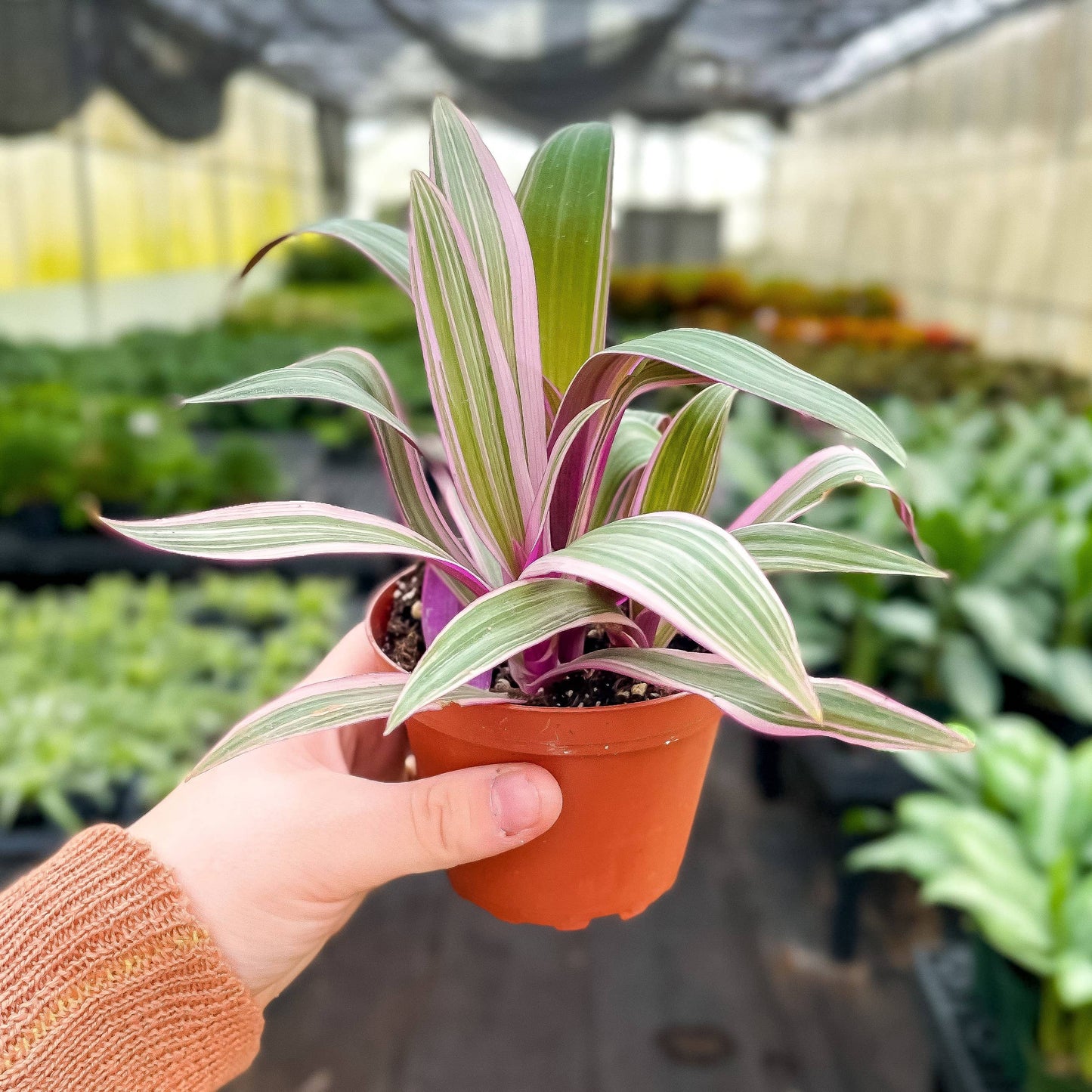 Tricolor Oyster Tradescantia - 4" Live Plant