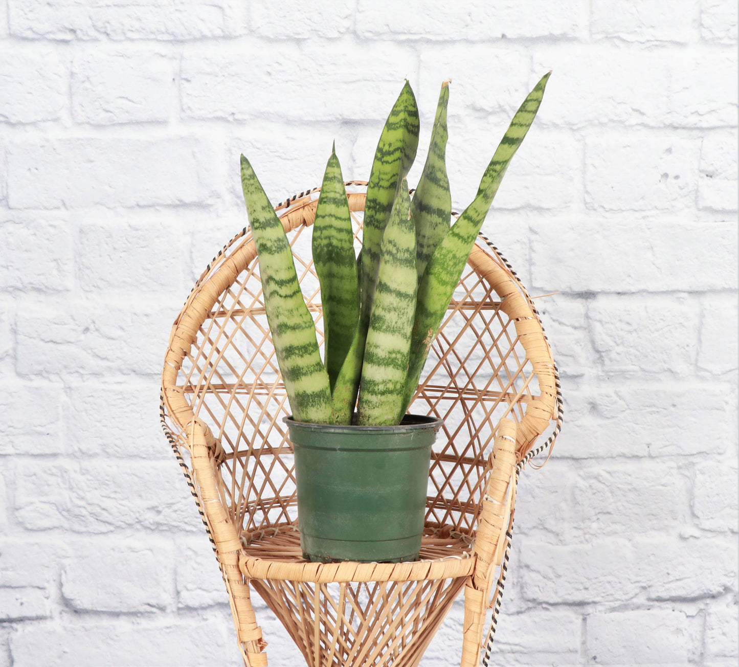 Snake 'Zeylancia',  Snake Plant - Live Plant