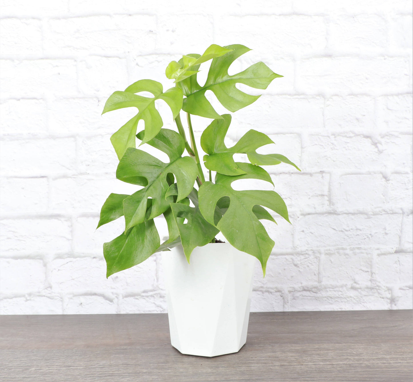 5" Modern Planter for Houseplants