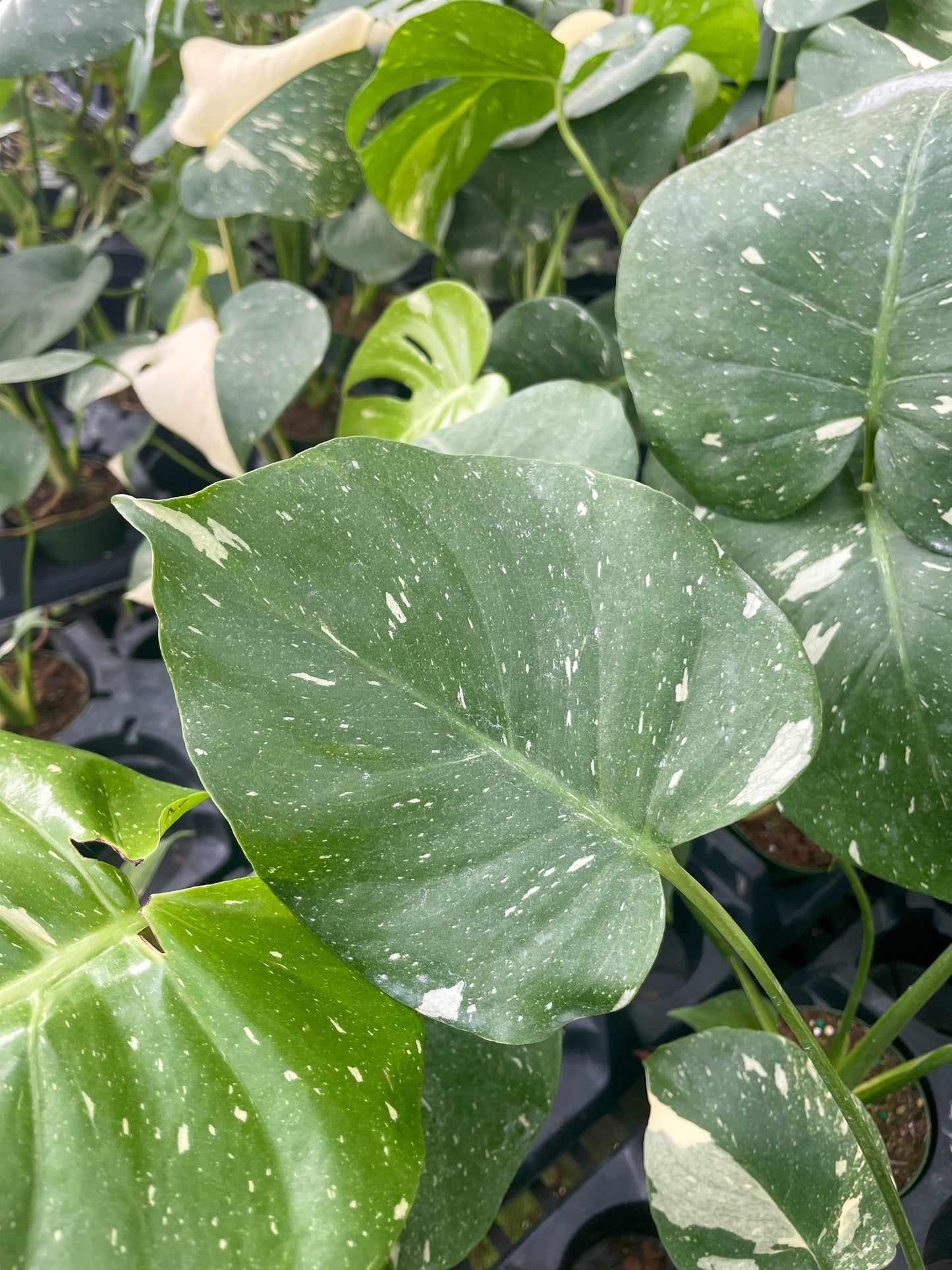 Thai Constellation Monstera - 4" Live Plant - Rare