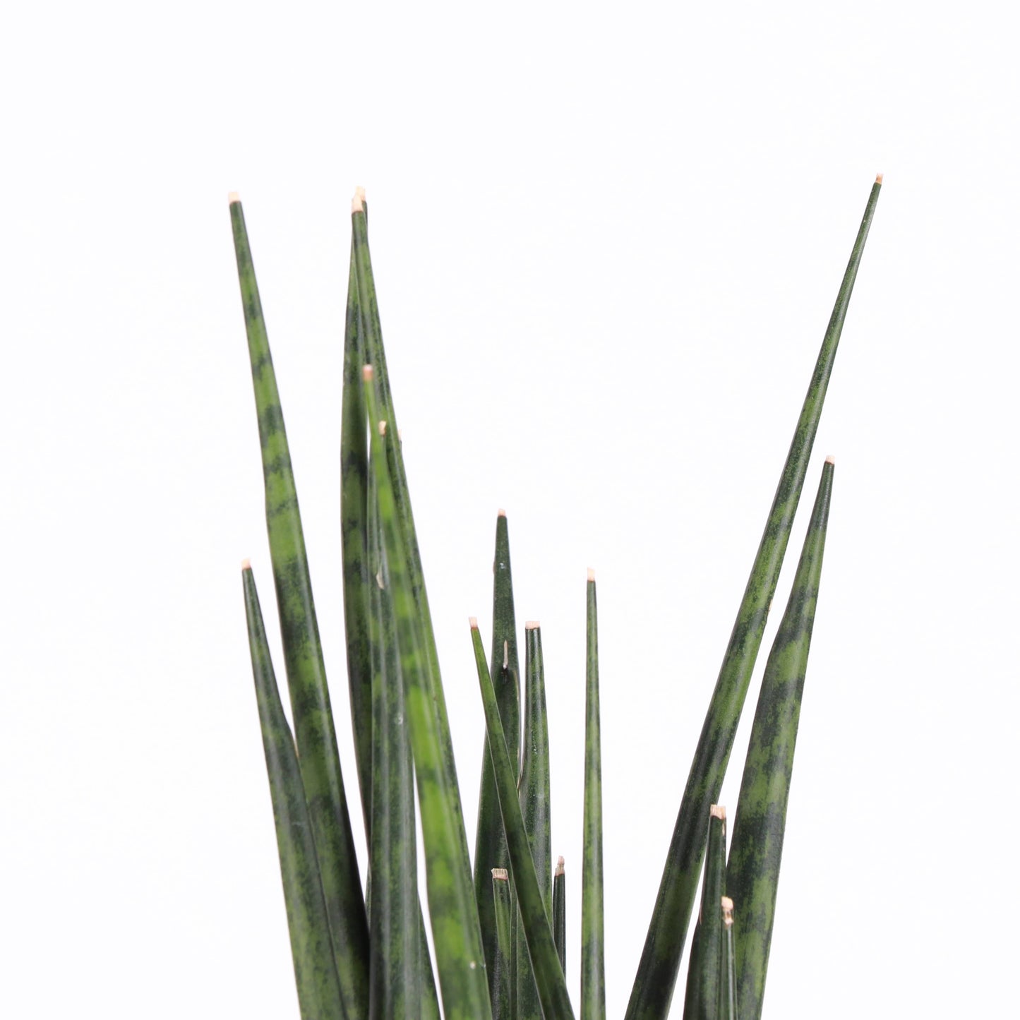 Sansevieria Fernwood - Live Plant