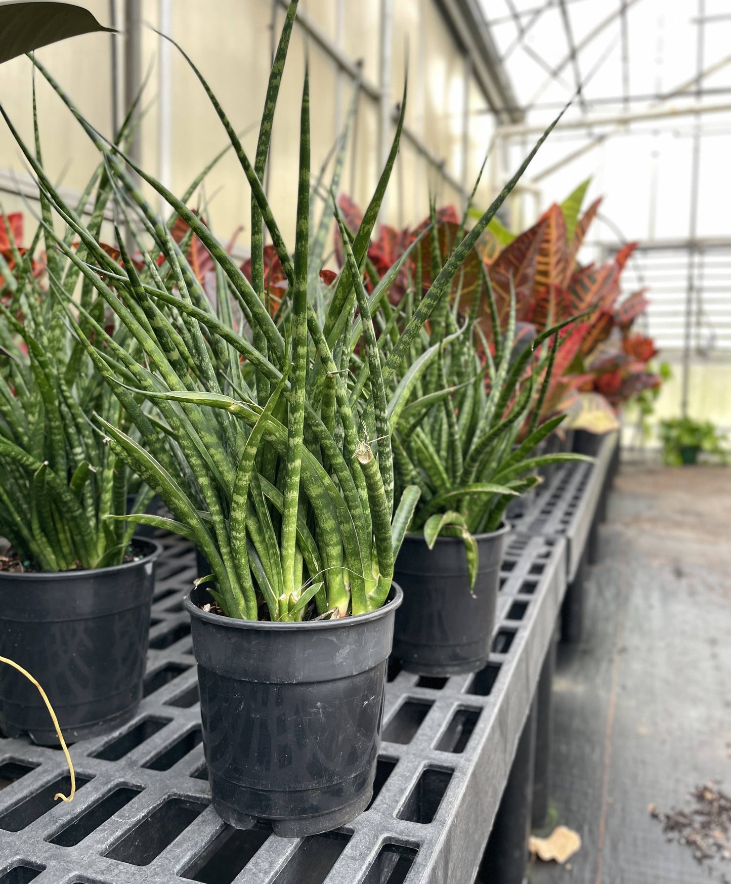 Sansevieria Fernwood - Live Plant