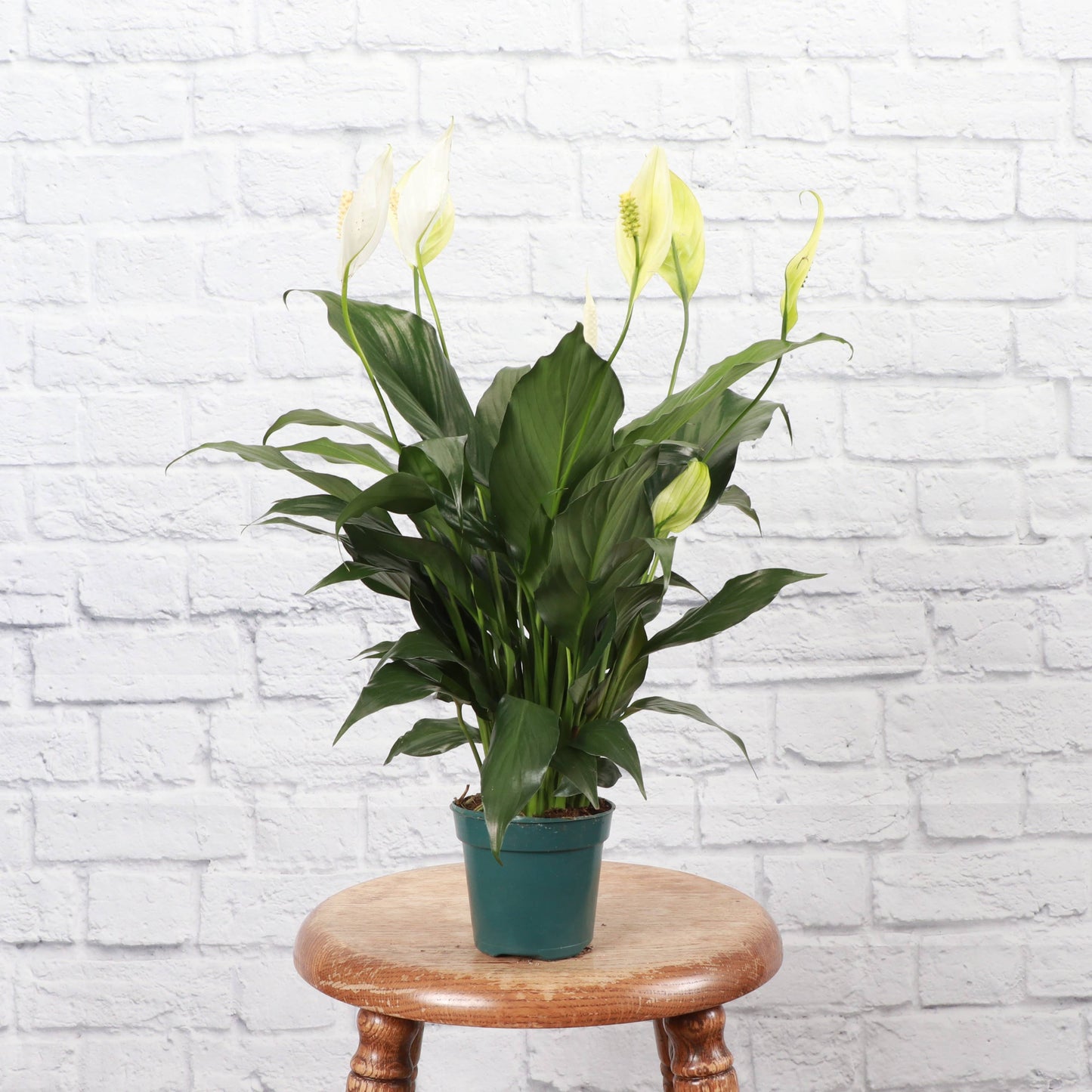 Peace Lily - Live Plant