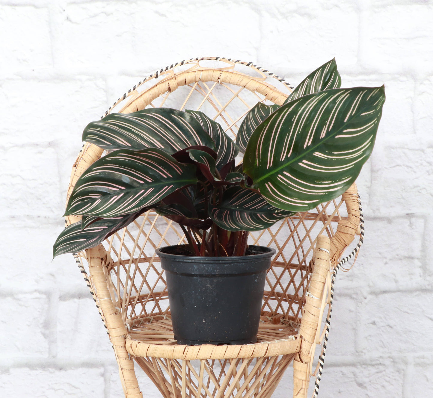 Calathea Pink Pinstripe - 4" Live Plant