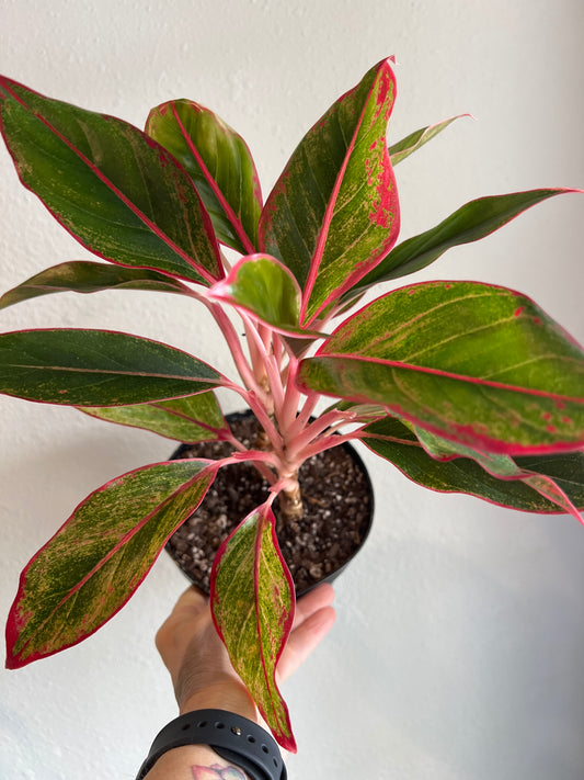 Chinese Evergreen