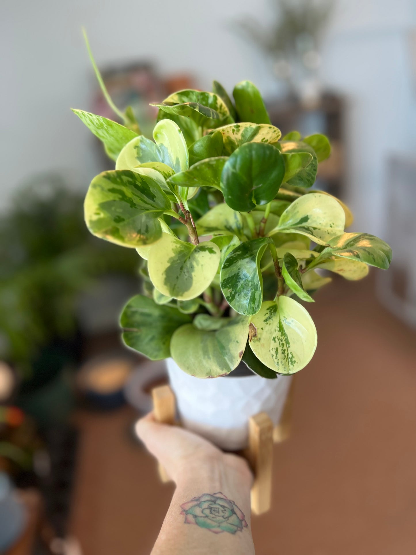 Baby Rubber plant w/pot and stand