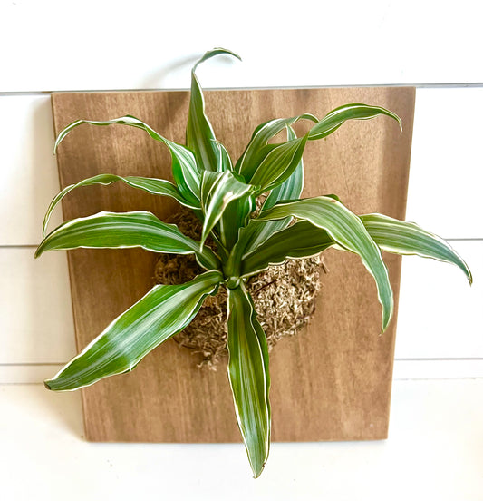 Living Plant Wall Art